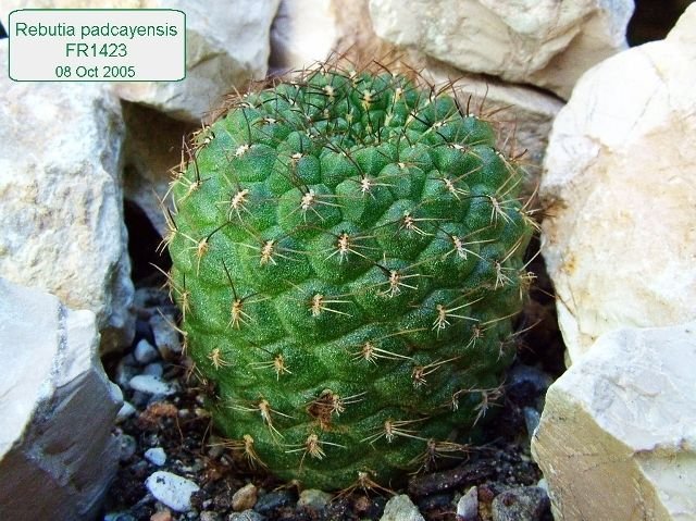 Rebutia padcayensis FR1423 01